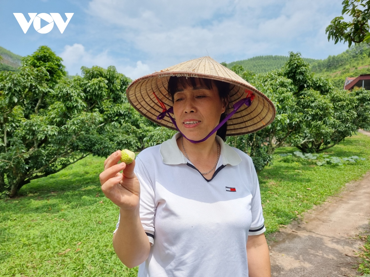 "Thủ phủ" vải thiều Lục Ngạn mất mùa chưa từng có, hụt cả trăm nghìn tấn vải - Ảnh 2