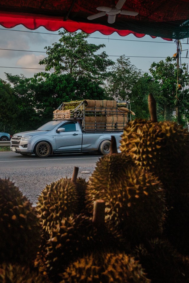 Những 'đại gia sầu riêng' mới nổi ở ĐNÁ: Nông dân vác bao tải tiền đi mua xe sang, đến chuyên gia viết code cũng bỏ nghề về quê trồng sầu, tạo nên đế chế triệu USD - Ảnh 3