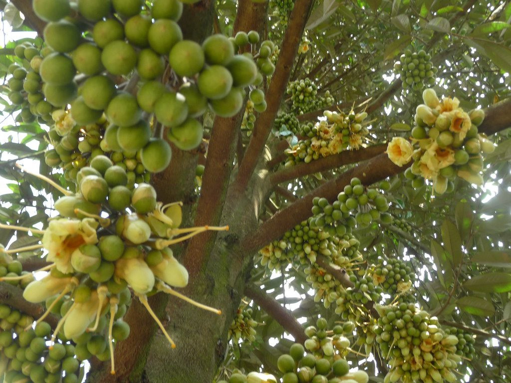 "Kho vàng" của Việt Nam được Trung Quốc đổ tiền săn lùng, tăng trưởng ấn tượng 665%, quanh năm không lo thiếu hàng - Ảnh 1