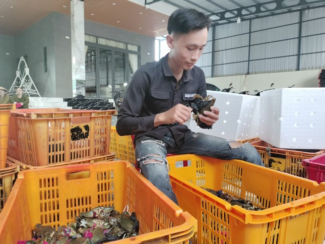 Thực hư thông tin cua Cà Mau khó xuất khẩu Trung Quốc - Ảnh 1