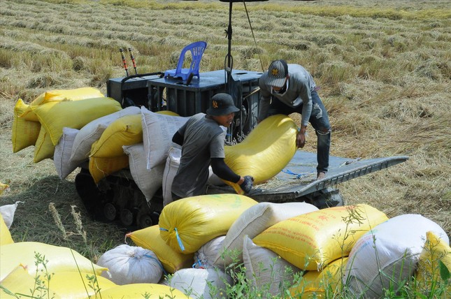 Đấu thầu gạo xuất khẩu: Có nên áp giá sàn? - Ảnh 1