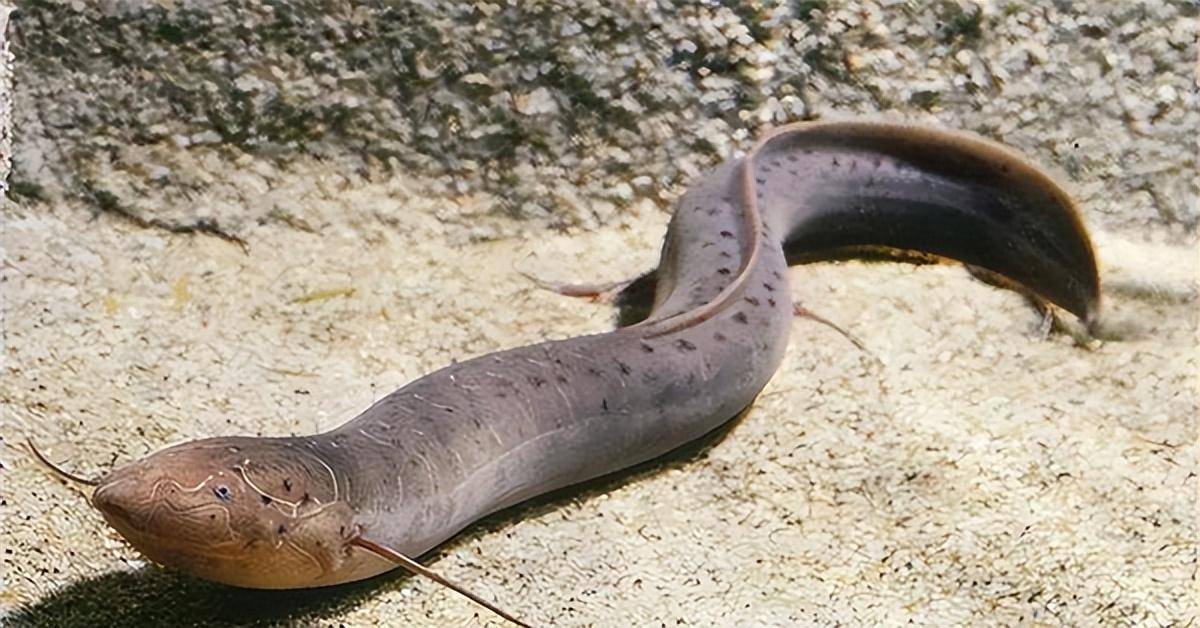 Loài cá kỳ lạ nhất châu Phi: Ẩn mình dưới lòng đất nhiều năm không cần ăn uống nhưng vẫn không thể thoát khỏi bàn tay của con người - Ảnh 4