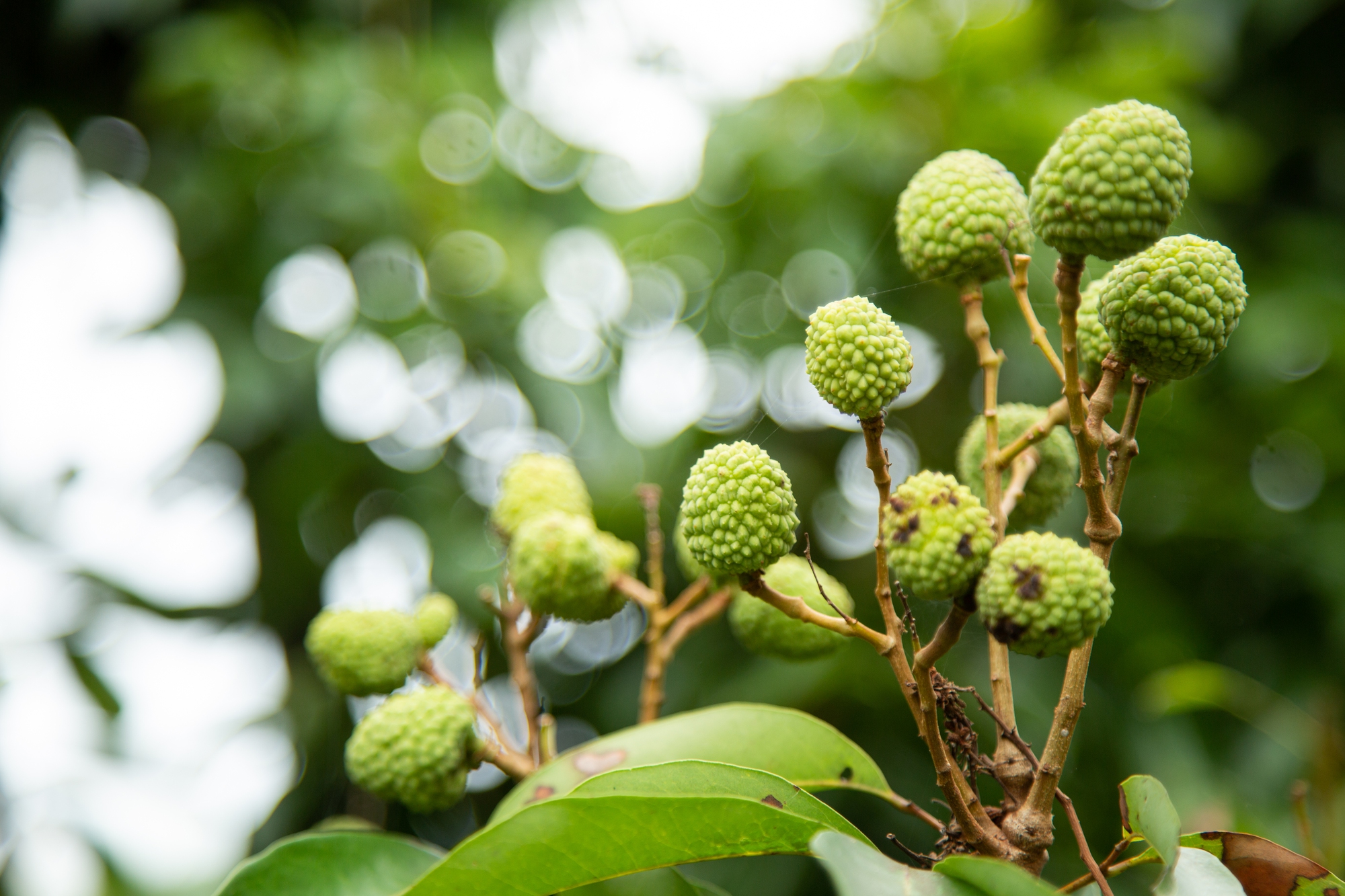 Vải thiều mất mùa: Kẻ khóc - người cười - Ảnh 3