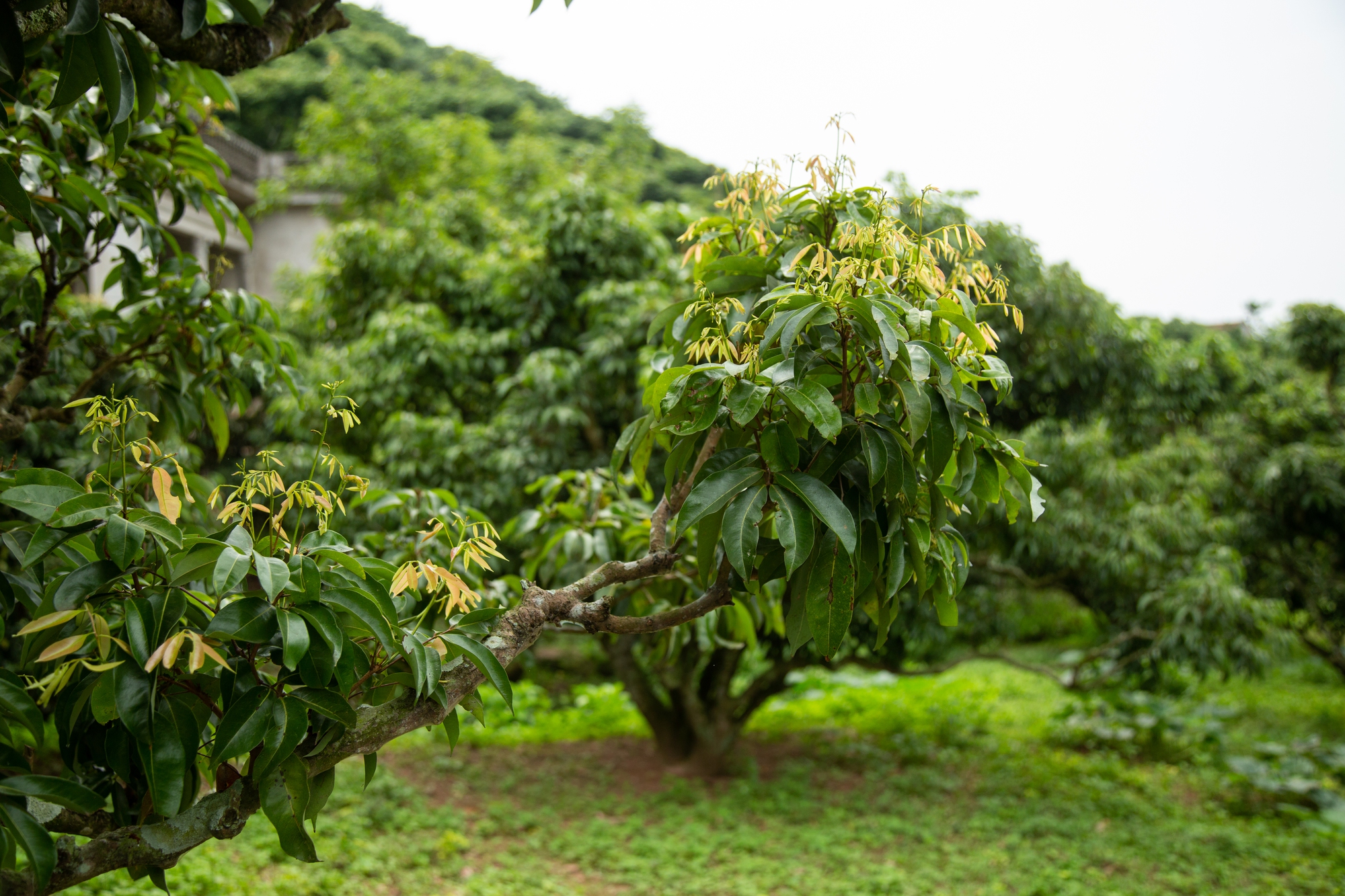 Vải thiều mất mùa: Kẻ khóc - người cười - Ảnh 4