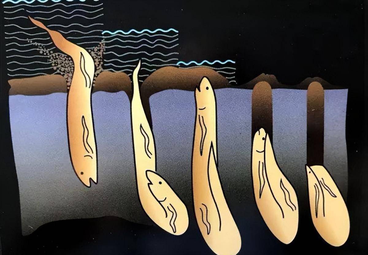 Loài cá kỳ lạ nhất châu Phi: Ẩn mình dưới lòng đất nhiều năm không cần ăn uống nhưng vẫn không thể thoát khỏi bàn tay của con người - Ảnh 3