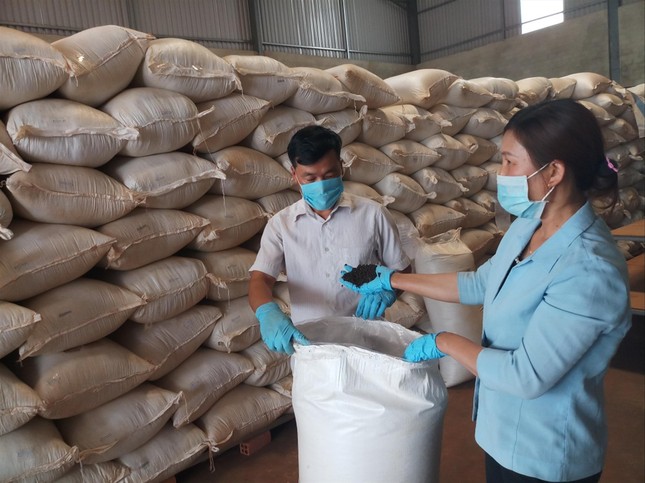 Thương lái Trung Quốc tăng thu mua hồ tiêu? - Ảnh 1