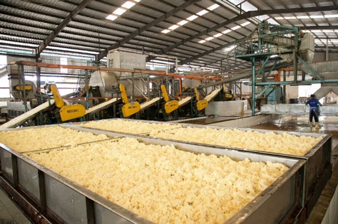 "Cây tỷ đô" của Việt Nam đang lên cơn sốt được cả thế giới săn lùng: giá tăng 8 tháng liên tiếp, khách mua toàn ông lớn Trung Quốc, Ấn Độ, Hàn Quốc - Ảnh 1