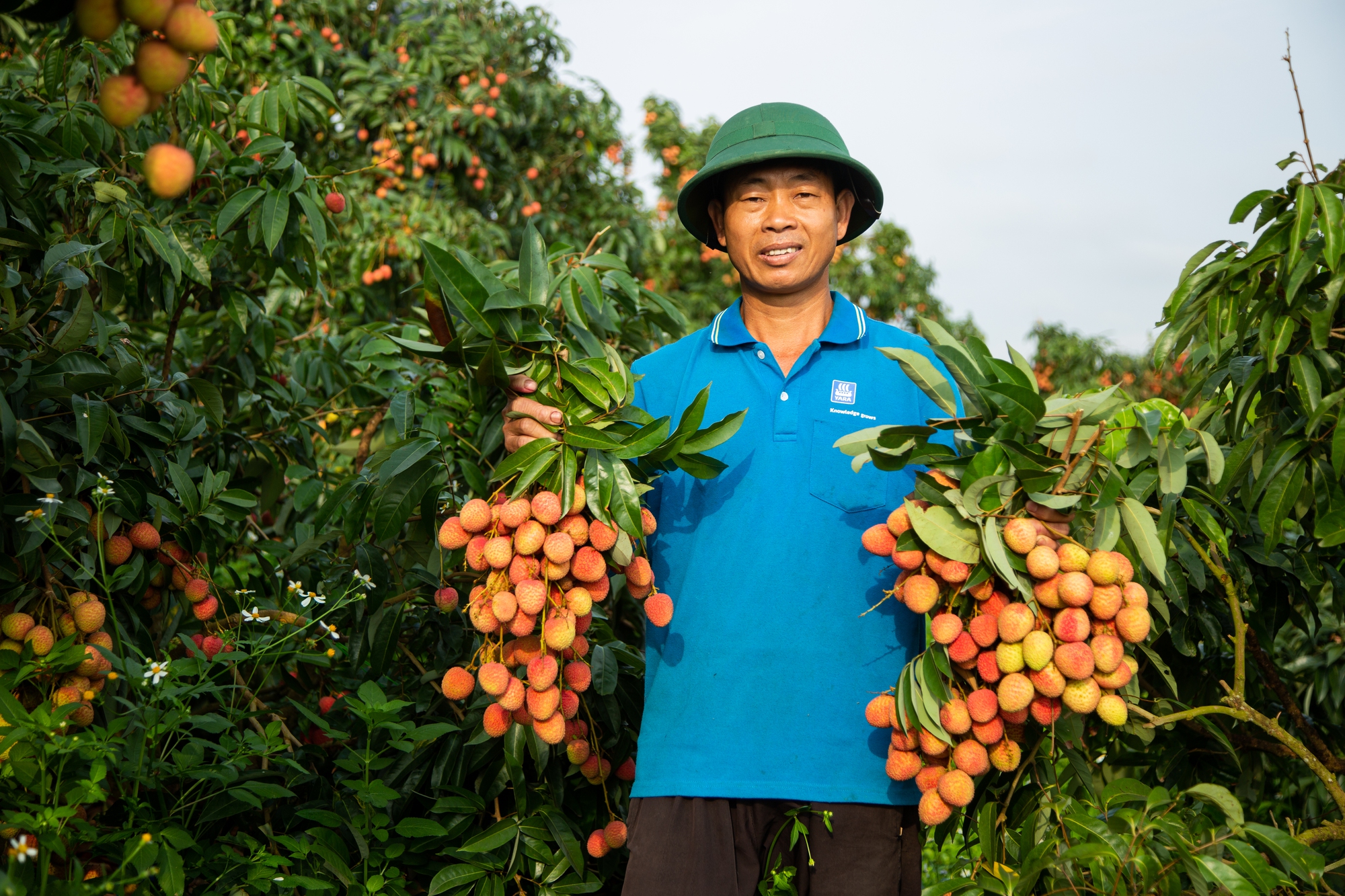 Vải thiều mất mùa: Kẻ khóc - người cười - Ảnh 5