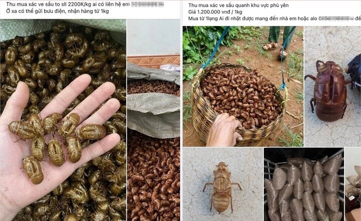 Giật mình với giá thu mua bọ xít đen lên đến 8 triệu đồng/kg - Ảnh 4