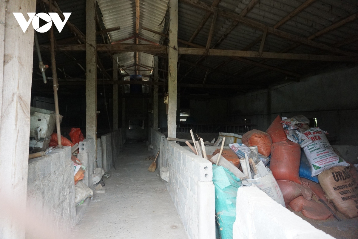 Giá lợn ngất ngưởng người nuôi vẫn “treo chuồng” ngại tái đàn - Ảnh 2