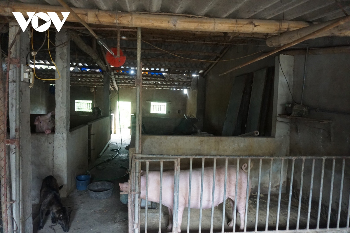 Giá lợn ngất ngưởng người nuôi vẫn “treo chuồng” ngại tái đàn - Ảnh 3