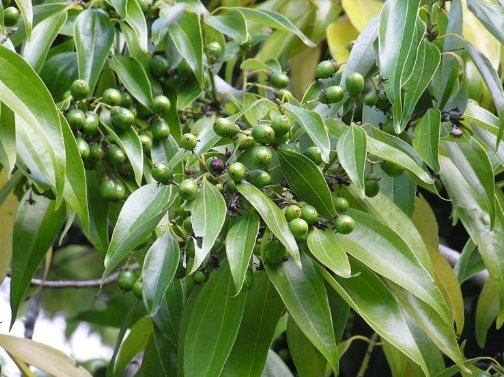 Việt Nam may mắn trồng được loại cây gia vị lâu đời nhất thế giới: Chỉ có dưới 10 quốc gia trồng được, thu gần 100 triệu USD kể từ đầu năm - Ảnh 1