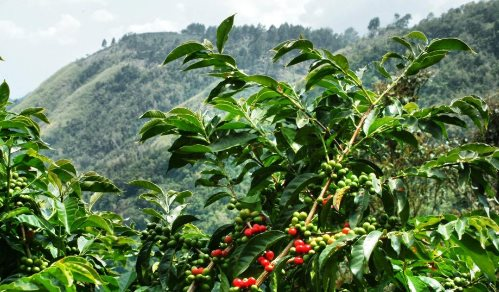 Mặt hàng Việt Nam có sản lượng thứ 2 thế giới đang khiến toàn cầu ‘ăn không ngon, ngủ không yên’: Sản lượng dự kiến giảm mạnh, 27 quốc gia châu Âu đều chứng kiến tăng giá - Ảnh 1