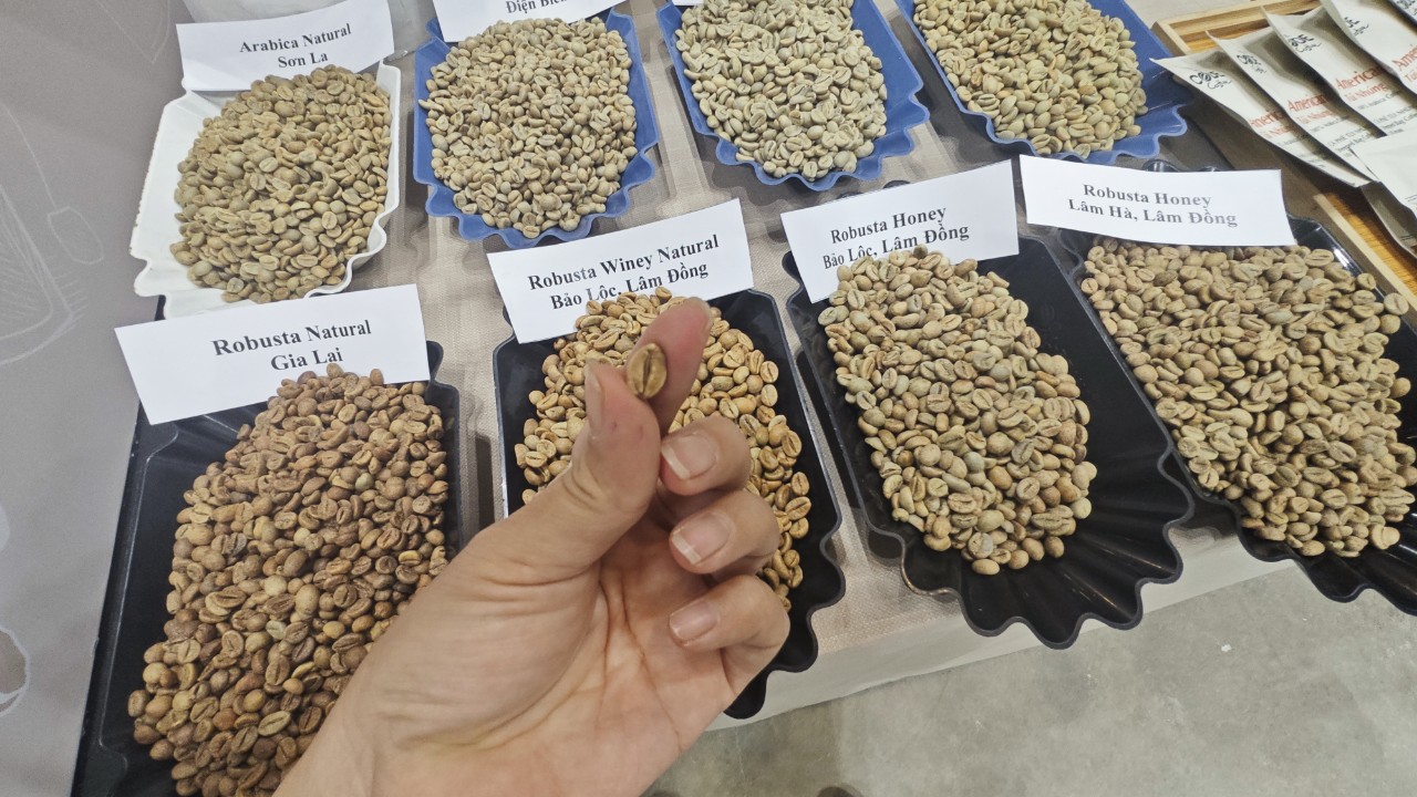 Giá cà phê Robusta vượt Arabica, chuyện chưa từng có trong hơn 50 năm - Ảnh 1