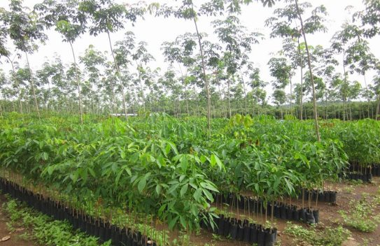 Nắm 1/10 sản lượng toàn cầu, Việt Nam vẫn liên tục tăng mua loại nguyên liệu quý này từ Campuchia - 5 tháng đã chi hơn 200 triệu đô - Ảnh 1