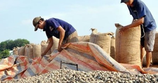 Nguyên nhân đối tác 'lật kèo' hàng trăm nghìn tấn điều thô với doanh nghiệp Việt