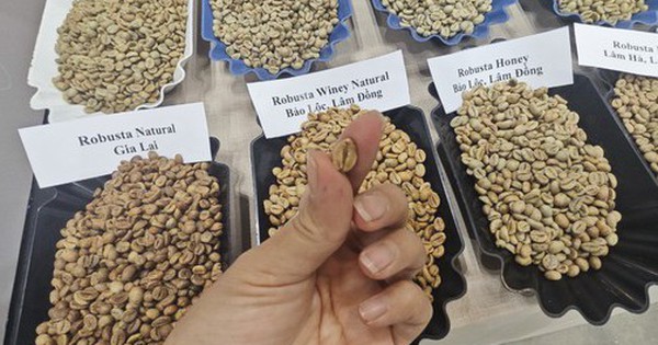 Giá cà phê Robusta vượt Arabica, chuyện chưa từng có trong hơn 50 năm