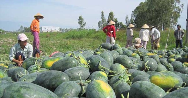 Sắp hết cảnh lo rủi ro xuất khẩu dưa hấu