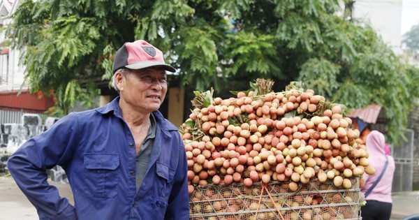 Kẻ khóc, người cười mùa vải thiều