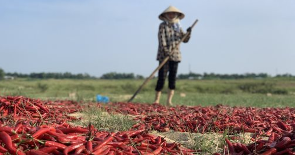 Loại quả dân dã ‘một vốn mười lời’ được Trung Quốc, Lào đua nhau săn lùng: Thu về hàng chục triệu USD kể từ đầu năm, nước ta cùng Ấn Độ nắm trùm toàn cầu