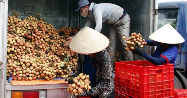 Bắc Giang: Xuất khẩu vải thiều thành công vào nhiều thị trường 'khó tính'