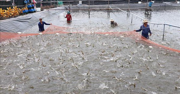 Giá tôm nguyên liệu ở Bến Tre giảm mạnh