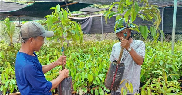 Nhà nông Bình Phước 'săn' cây giống sầu riêng