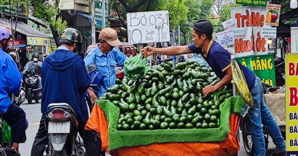 Quả bơ chờ thị trường xuất khẩu