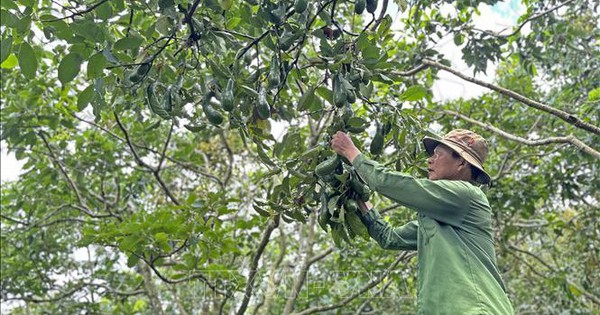 Mùa bơ 'đắng' ở Lâm Đồng