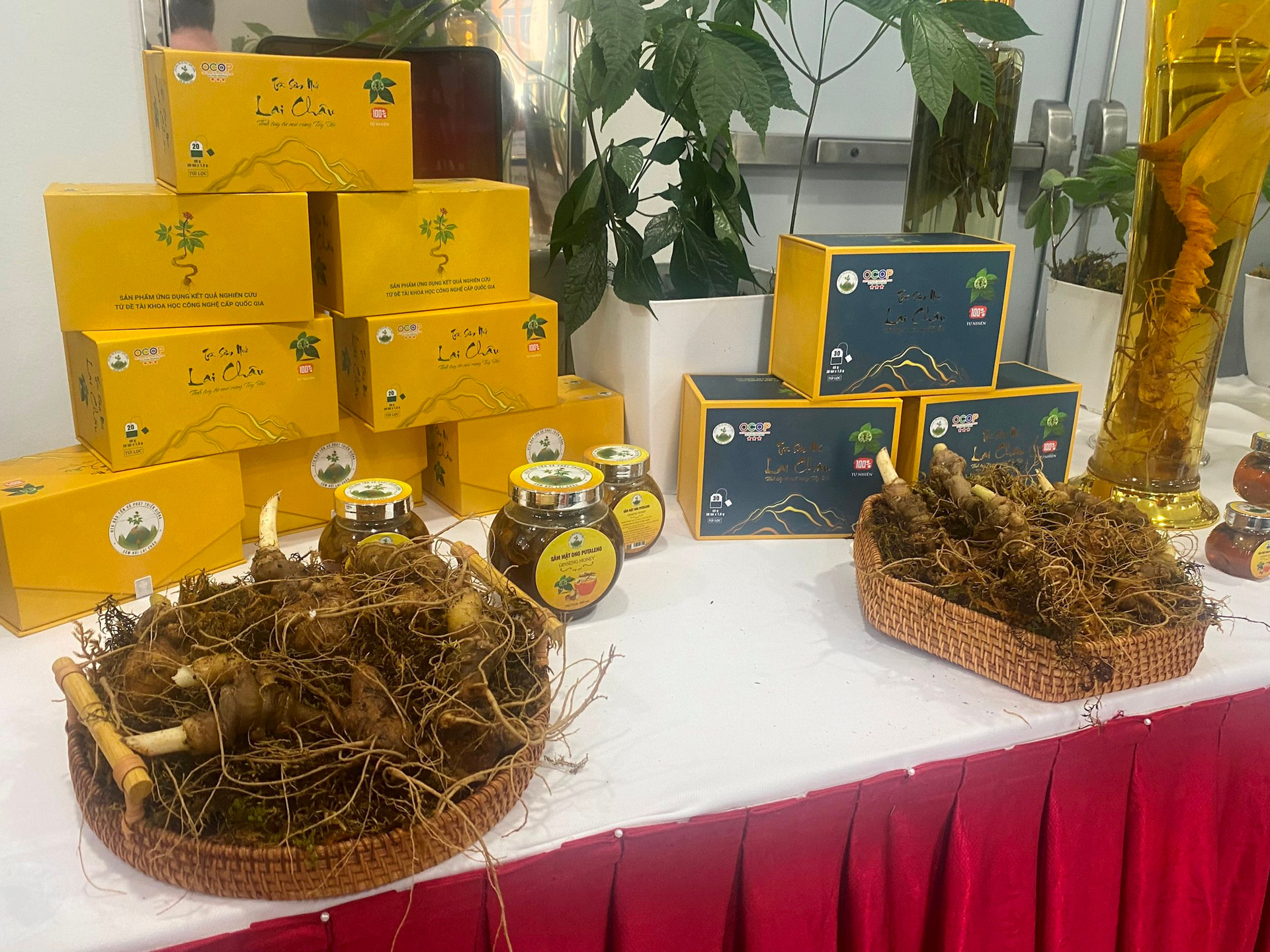 Việt Nam sở hữu 'thần dược' quý hiếm, cực kỳ tốt cho sức khỏe, chuyên gia Hàn Quốc hiến kế nâng tầm giá trị - Ảnh 4