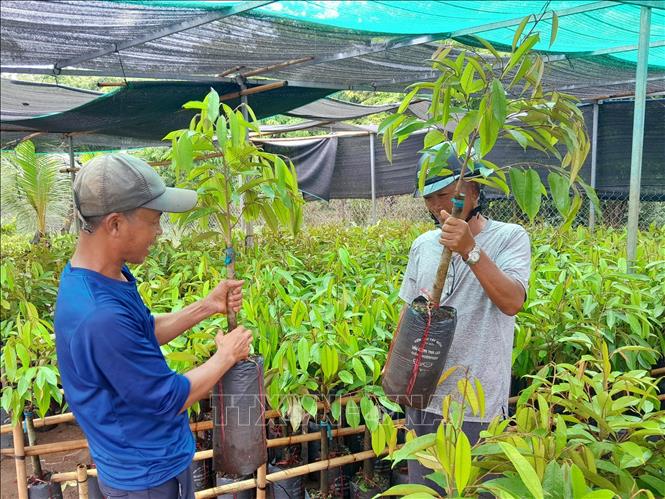 Nhà nông Bình Phước 'săn' cây giống sầu riêng - Ảnh 1