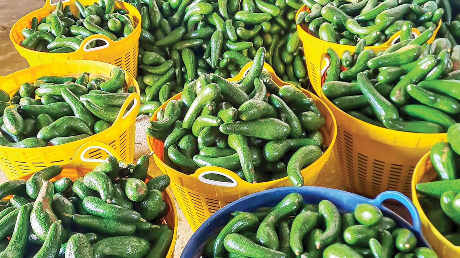 Giá bơ đặc sản 034 thấp kỷ lục, Lâm Đồng tìm thêm đầu ra - Ảnh 1