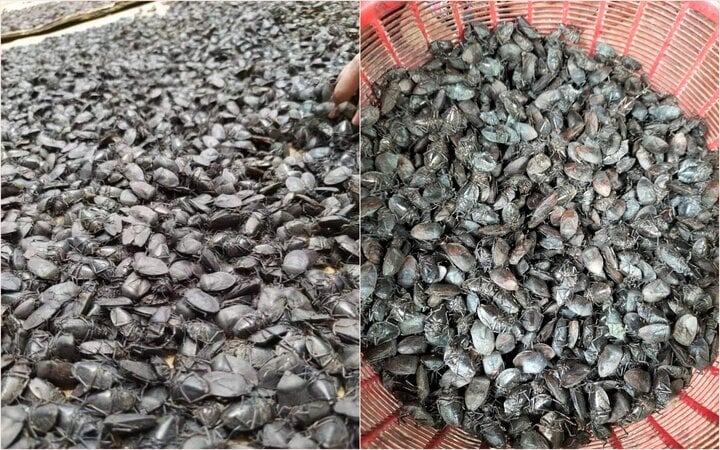 Giật mình với giá thu mua bọ xít đen lên đến 8 triệu đồng/kg - Ảnh 2