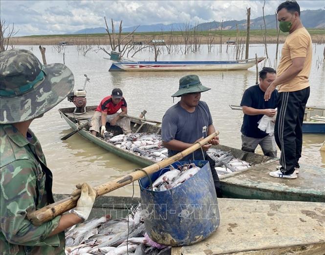 Hơn 25 tấn cá nuôi lồng bè ở lòng hồ thủy điện Ialy bị chết - Ảnh 2