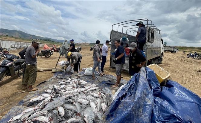 Hơn 25 tấn cá nuôi lồng bè ở lòng hồ thủy điện Ialy bị chết - Ảnh 3