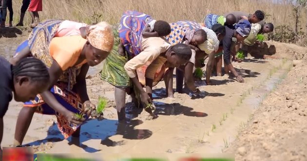 "Công nghệ" cấy lúa mới nhất Việt Nam được ứng dụng ở Angola