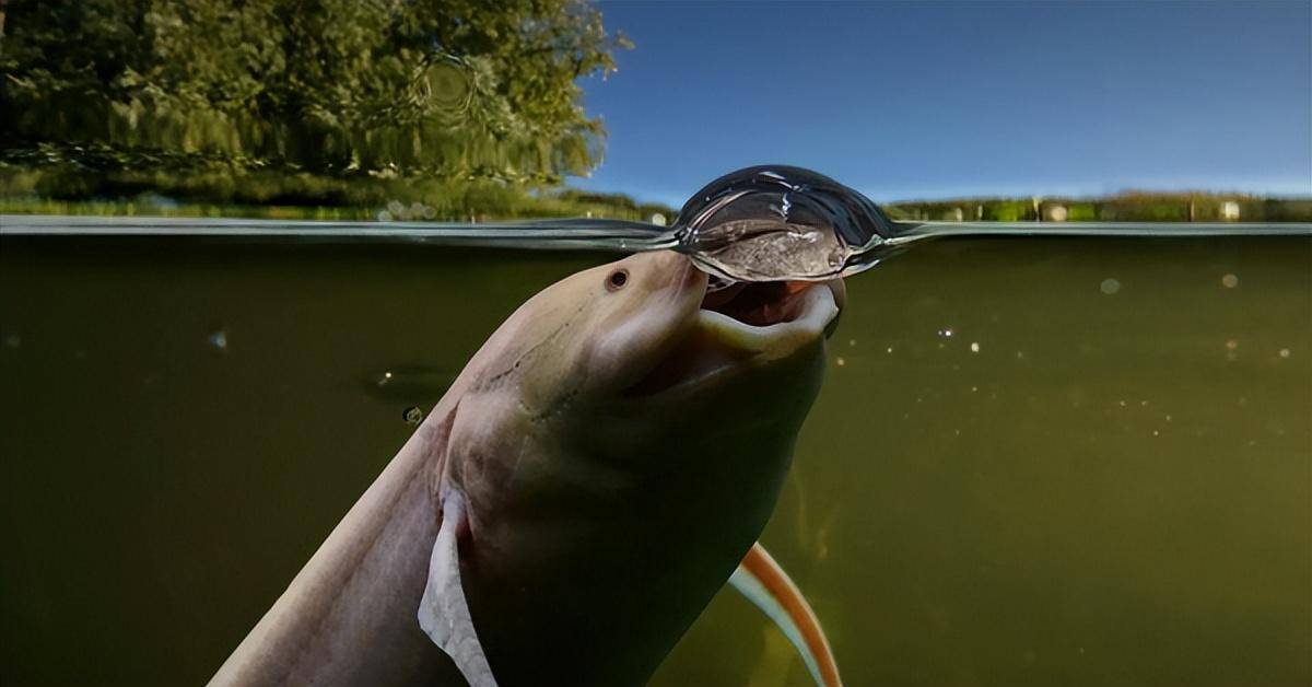 Loài cá kỳ lạ nhất châu Phi: Ẩn mình dưới lòng đất nhiều năm không cần ăn uống nhưng vẫn không thể thoát khỏi bàn tay của con người - Ảnh 1