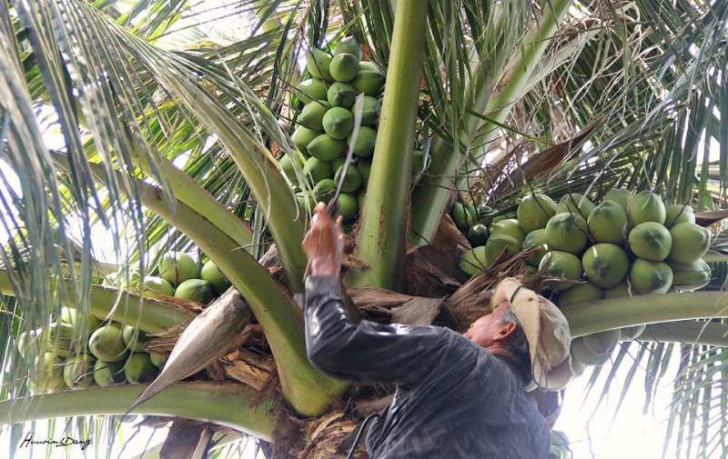 Tín hiệu lạc quan từ dừa (Kỳ 1) - Ảnh 1