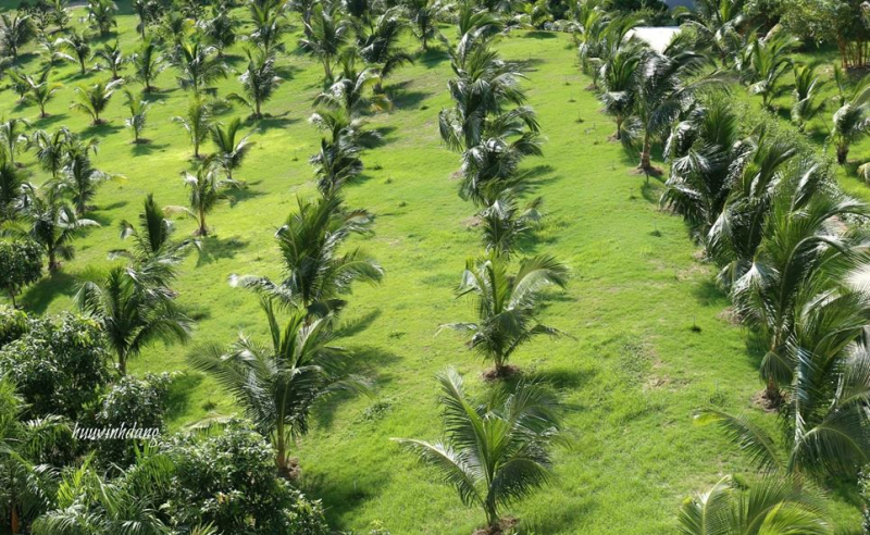 Tín hiệu lạc quan từ dừa (Kỳ 1) - Ảnh 2