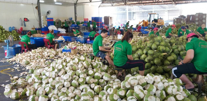 Tín hiệu lạc quan từ dừa (Kỳ 1) - Ảnh 3