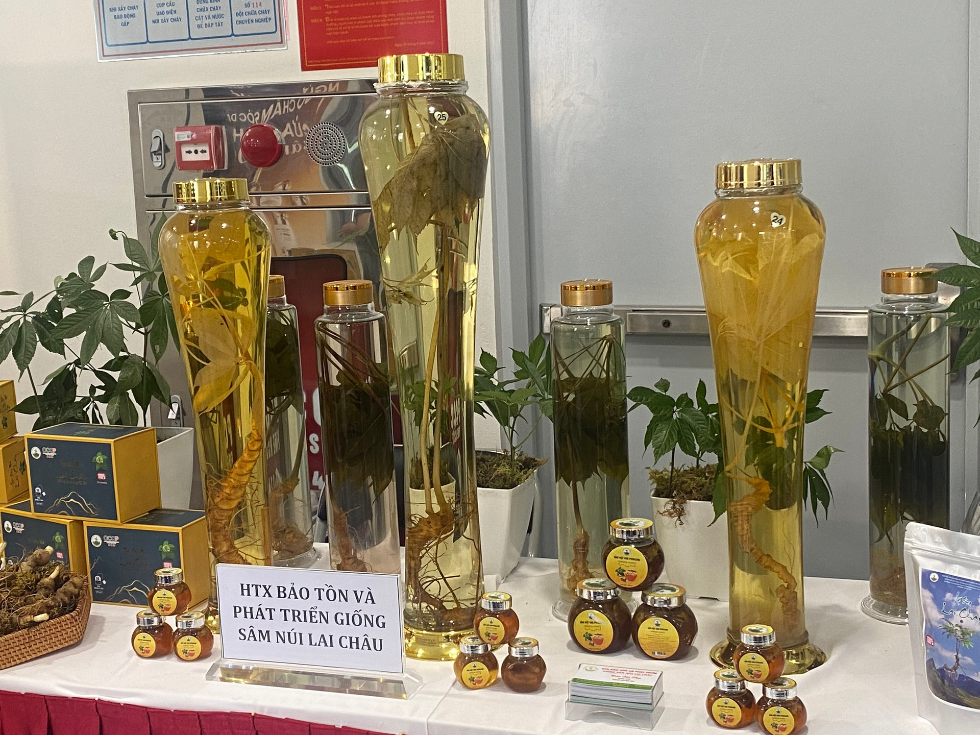 Việt Nam sở hữu 'thần dược' quý hiếm, cực kỳ tốt cho sức khỏe, chuyên gia Hàn Quốc hiến kế nâng tầm giá trị - Ảnh 6