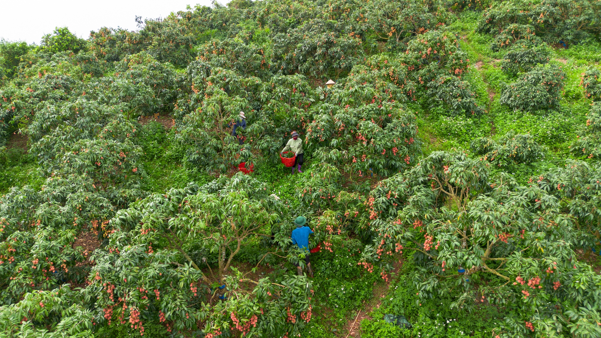 Vải thiều mất mùa: Kẻ khóc - người cười - Ảnh 6