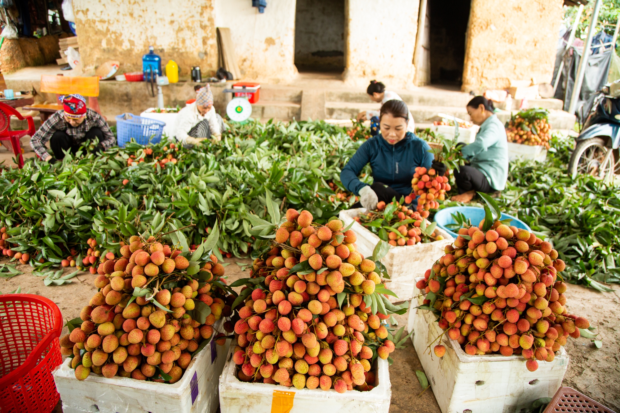 Vải thiều mất mùa: Kẻ khóc - người cười - Ảnh 8