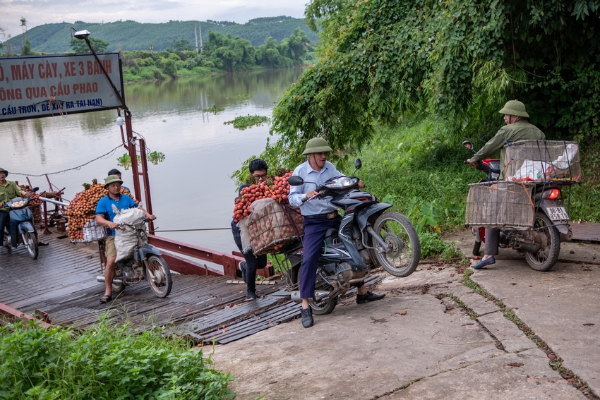 Ảnh, clip: Nghịch lý vải thiều mất mùa, nông dân Bắc Giang vẫn thu về bộn tiền - Ảnh 13