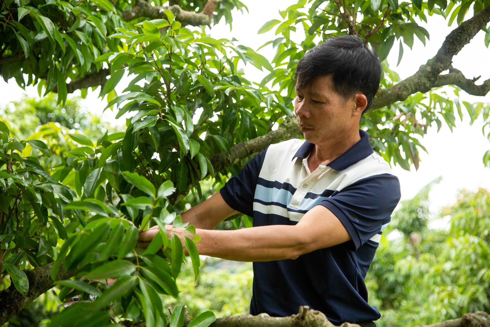 Vải thiều mất mùa: Kẻ khóc - người cười - Ảnh 1