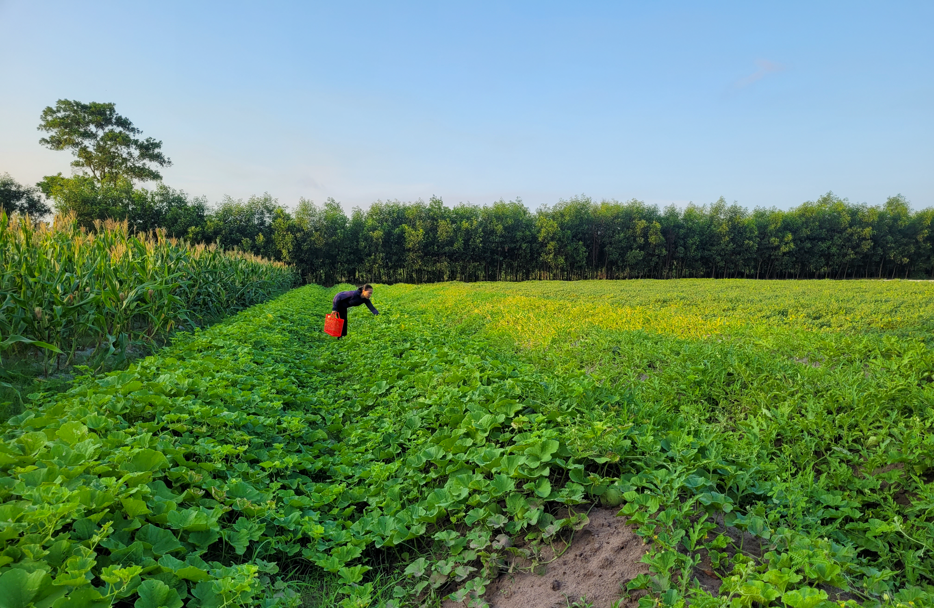 Nắng nóng gay gắt, dân trồng dưa ở Hà Tĩnh phấn khởi đếm quả thu tiền - Ảnh 9