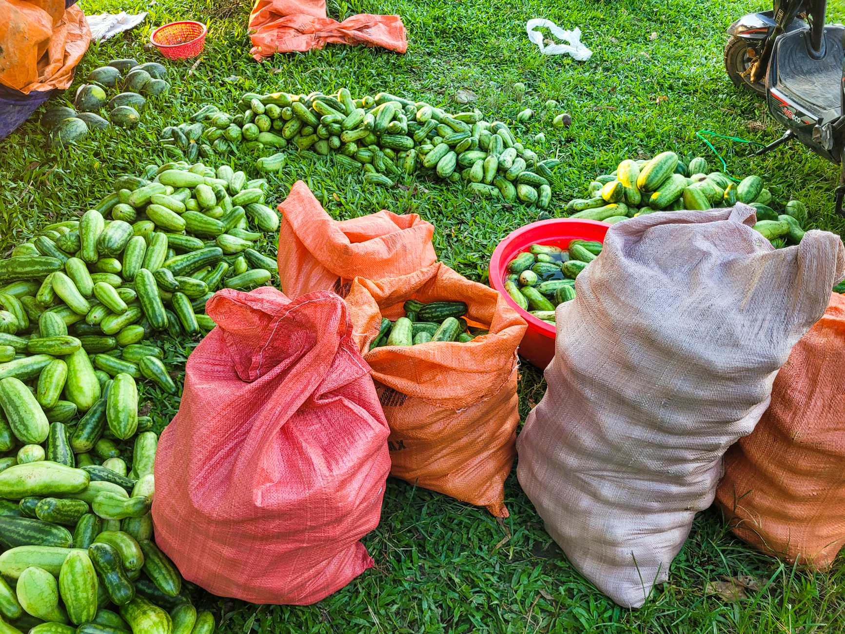 Nắng nóng gay gắt, dân trồng dưa ở Hà Tĩnh phấn khởi đếm quả thu tiền - Ảnh 11