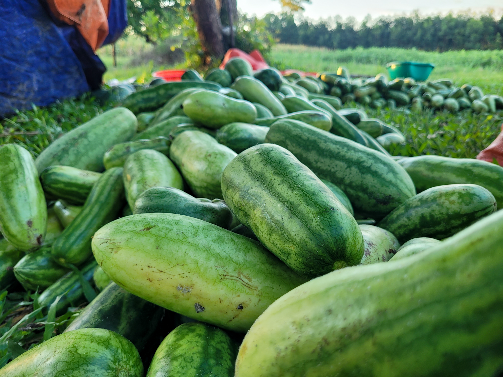 Nắng nóng gay gắt, dân trồng dưa ở Hà Tĩnh phấn khởi đếm quả thu tiền - Ảnh 5