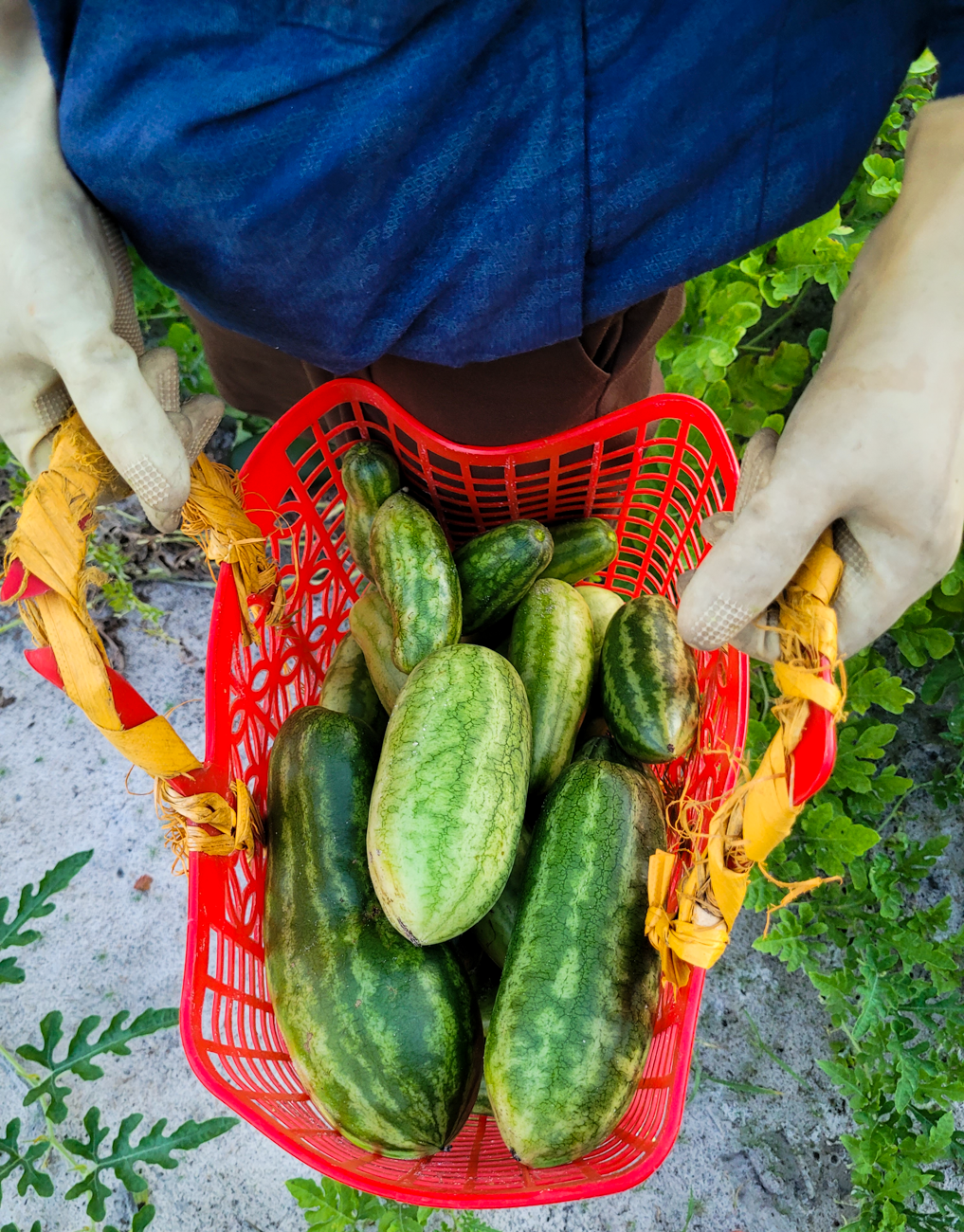 Nắng nóng gay gắt, dân trồng dưa ở Hà Tĩnh phấn khởi đếm quả thu tiền - Ảnh 7