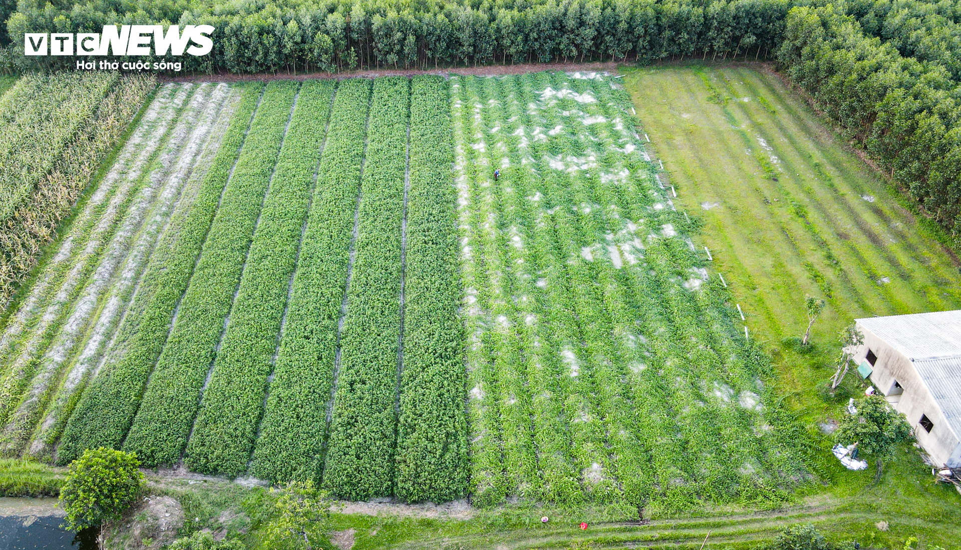 Nắng nóng gay gắt, dân trồng dưa ở Hà Tĩnh phấn khởi đếm quả thu tiền - Ảnh 2